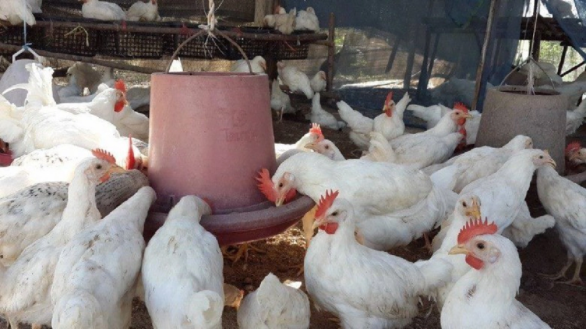 ไก่โคราช