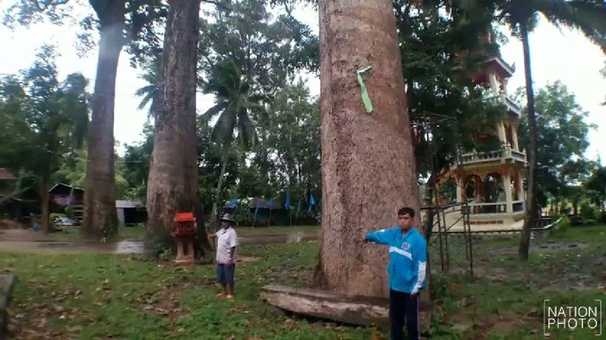 แห่ขอหวยเด็ดพญายางนายักษ์อายุกว่า300ปี