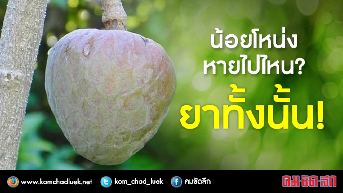 “น้อยโหน่ง”แก้กลากเกลื้อน “น้อยโหน่ง”แก้กลากเกลื้อน