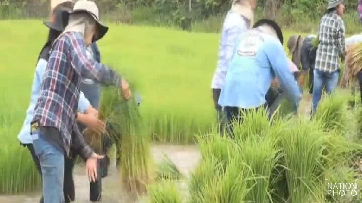 อุบลราชธานีรับน้องสร้างสรรค์ลงแขกดำนา