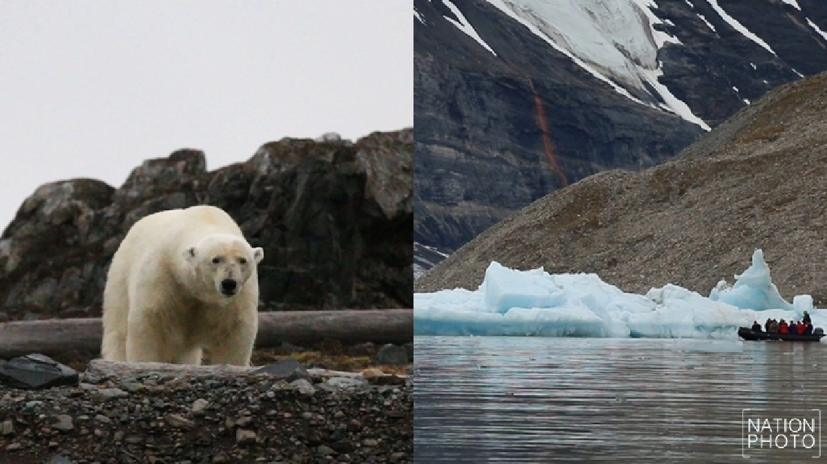 Arctic Wild Life สัตว์ป่าขั้วโลกเหนือในเรื่องเล่าข้ามโลก 