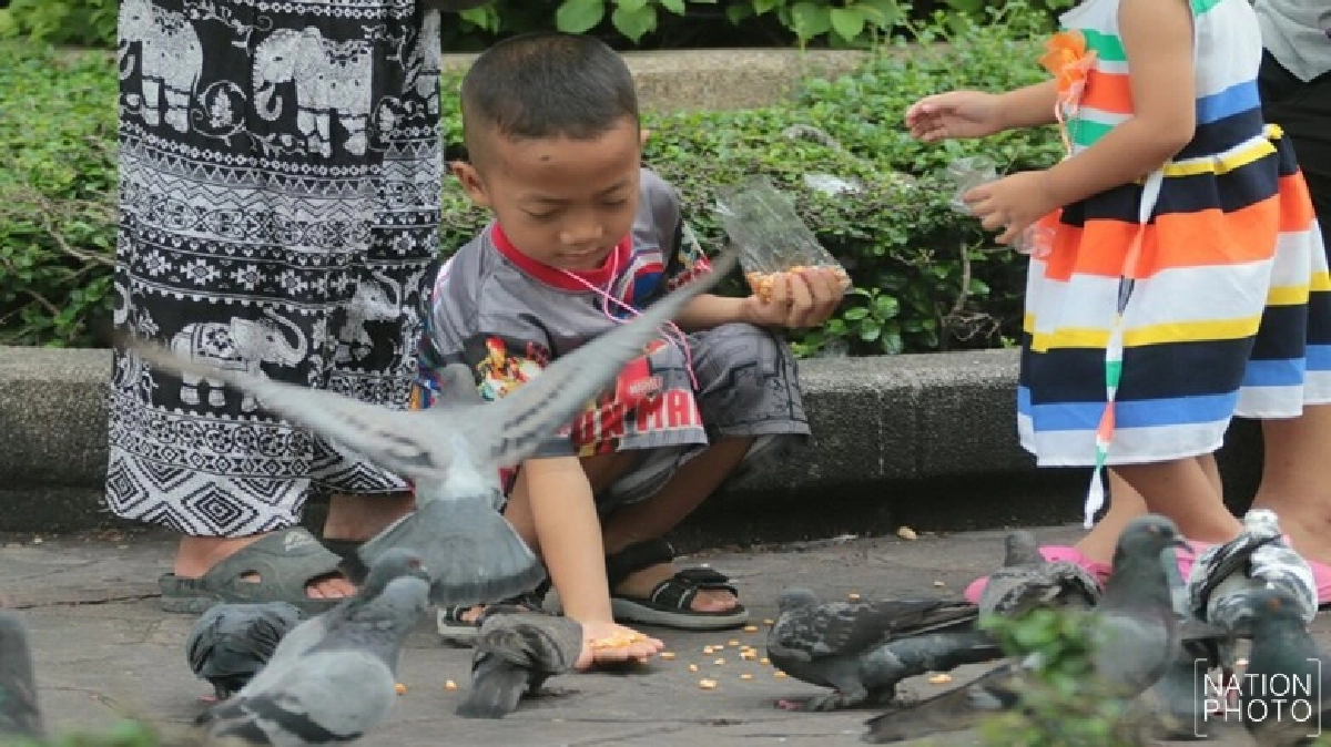 หยุด.!! ให้อาหารนกพิราบในสวนลุมพินี 