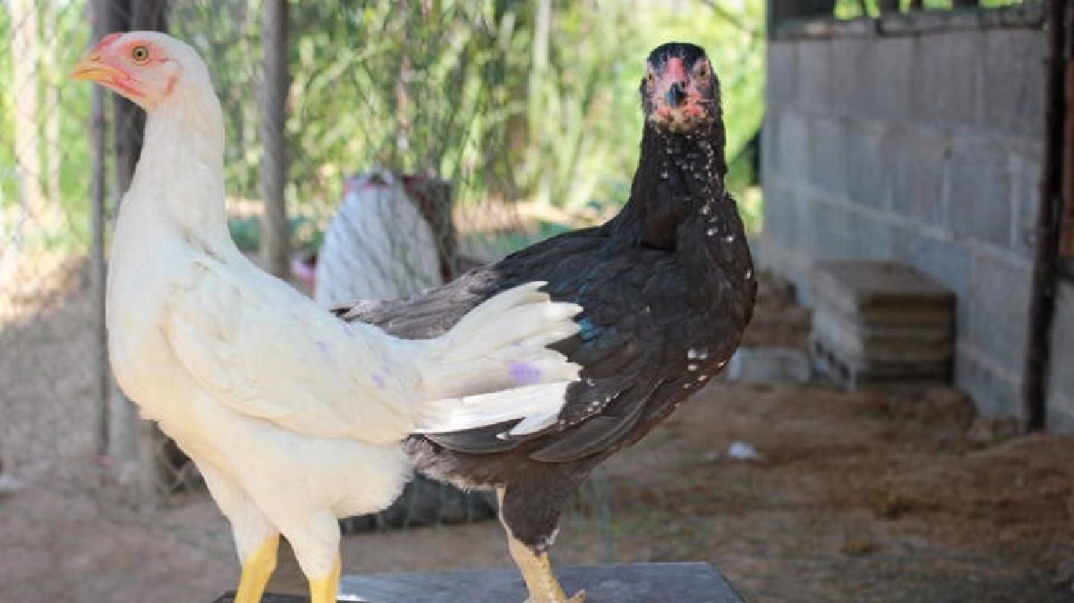 ไก่โคราช (2) ไก่โคราช (2)