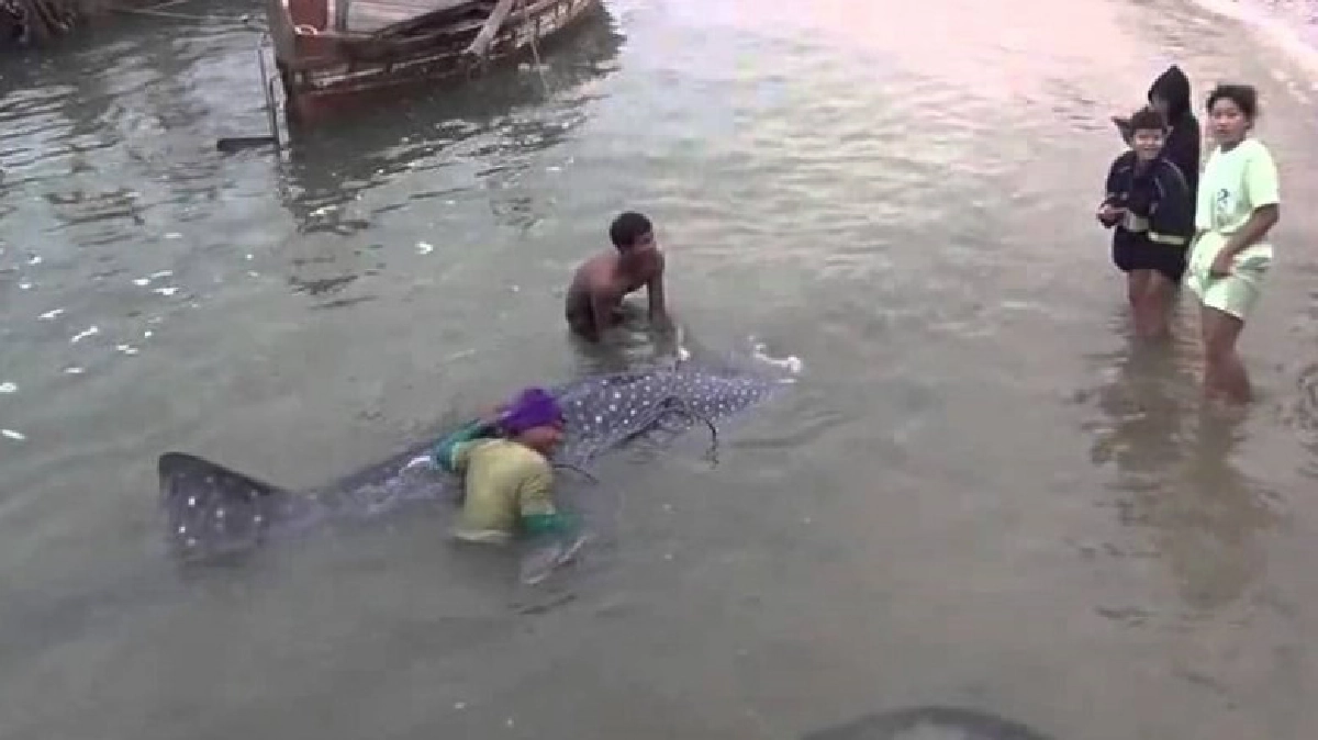 ช่วยฉลามวาฬหายาก! ช่วยฉลามวาฬหายาก!