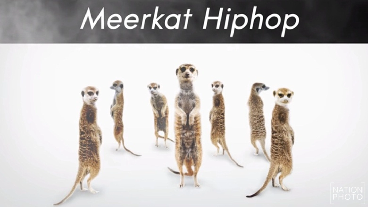 น่ารักๆ!เมียร์แคทหรือ'Meerkat Hiphop' น่ารักๆ!เมียร์แคทหรือ'Meerkat Hiphop'