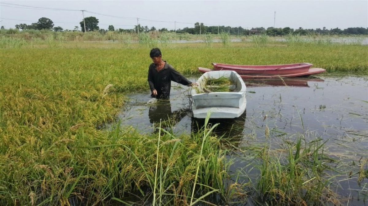 นาข้าว400 ไร่จมน้ำ ชาวนาพิจิตรใช้เรือเกี่ยวข้าว
