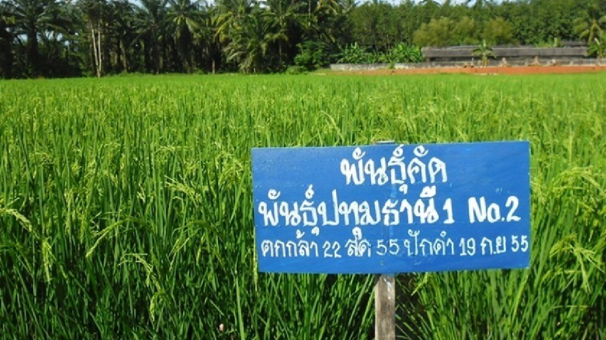 ยุทธศาสตร์วิจัยข้าว...รับการเปลี่ยนแปลงของโลก! ยุทธศาสตร์วิจัยข้าว...รับการเปลี่ยนแปลงของโลก!