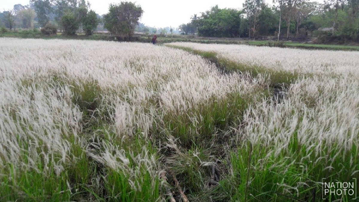 ชาวบ้านเสลาบุรีรัมย์ไพใบหญ้าคาทำเงิน ชาวบ้านเสลาบุรีรัมย์ไพใบหญ้าคาทำเงิน