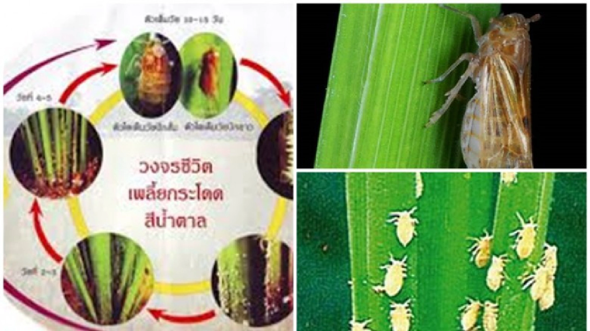 ชาวนาระวัง! เพลี้ยกระโดดทำลายนาข้าว!