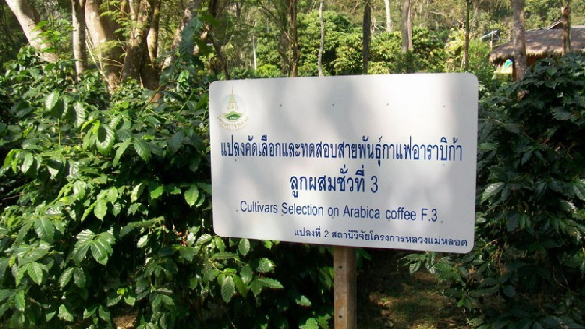 หอมกรุ่นกลิ่น"อาราบิก้า"อานิสงค์โครงการพ่อหลวง!