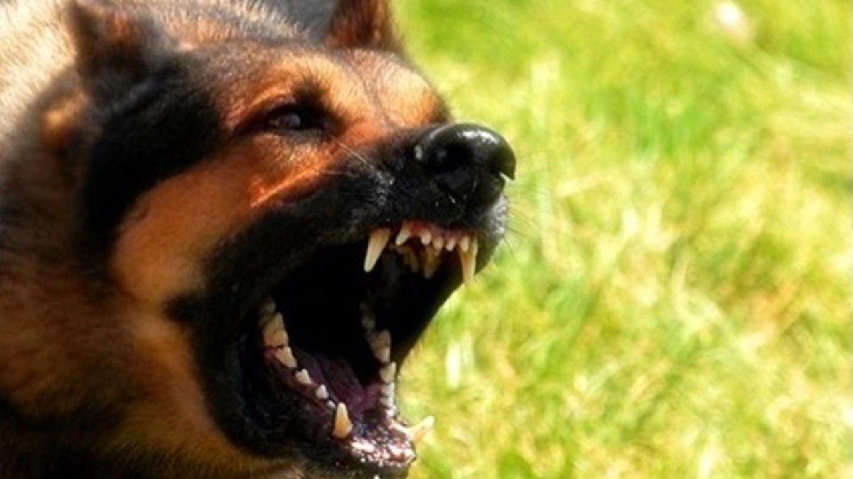 เตือนถูกสัตว์กัด-ข่วนรีบพบแพทย์