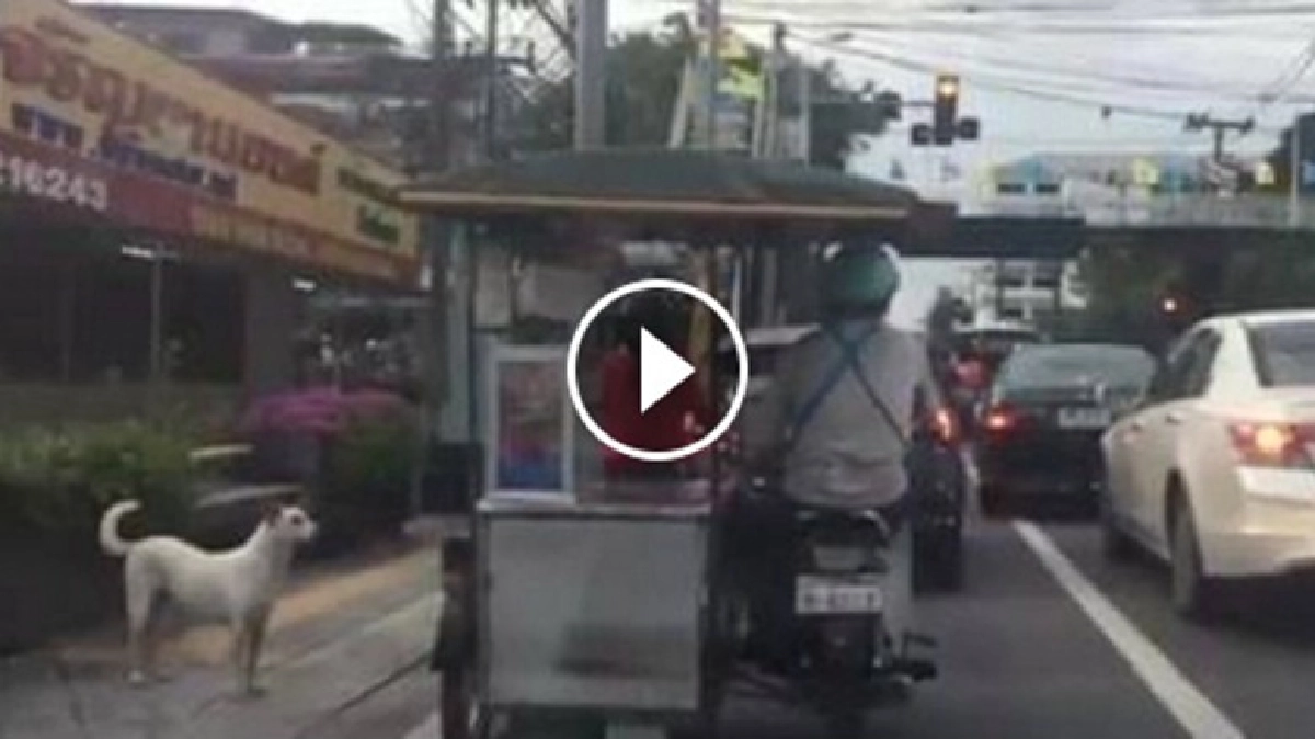 น่ารักอ่ะ!ทำขนมโตเกียวให้น้องหมา น่ารักอ่ะ!ทำขนมโตเกียวให้น้องหมา