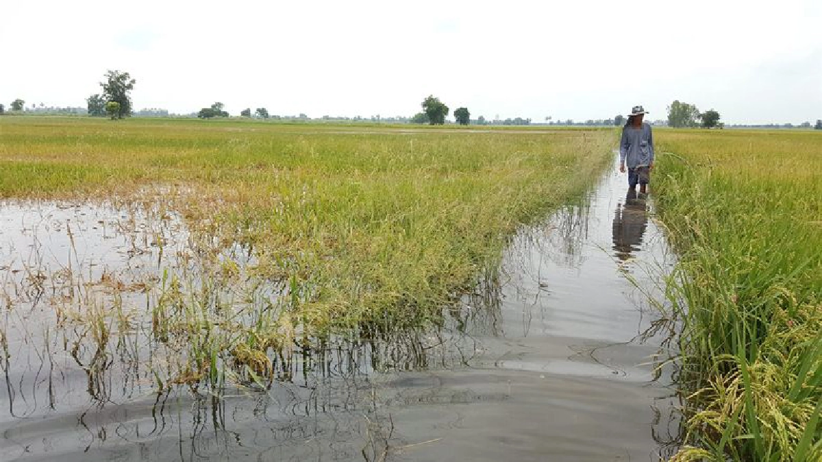 น้ำฝนสะสมไหลท่วมนาข้าวเสียหายกว่า1พันไร่
