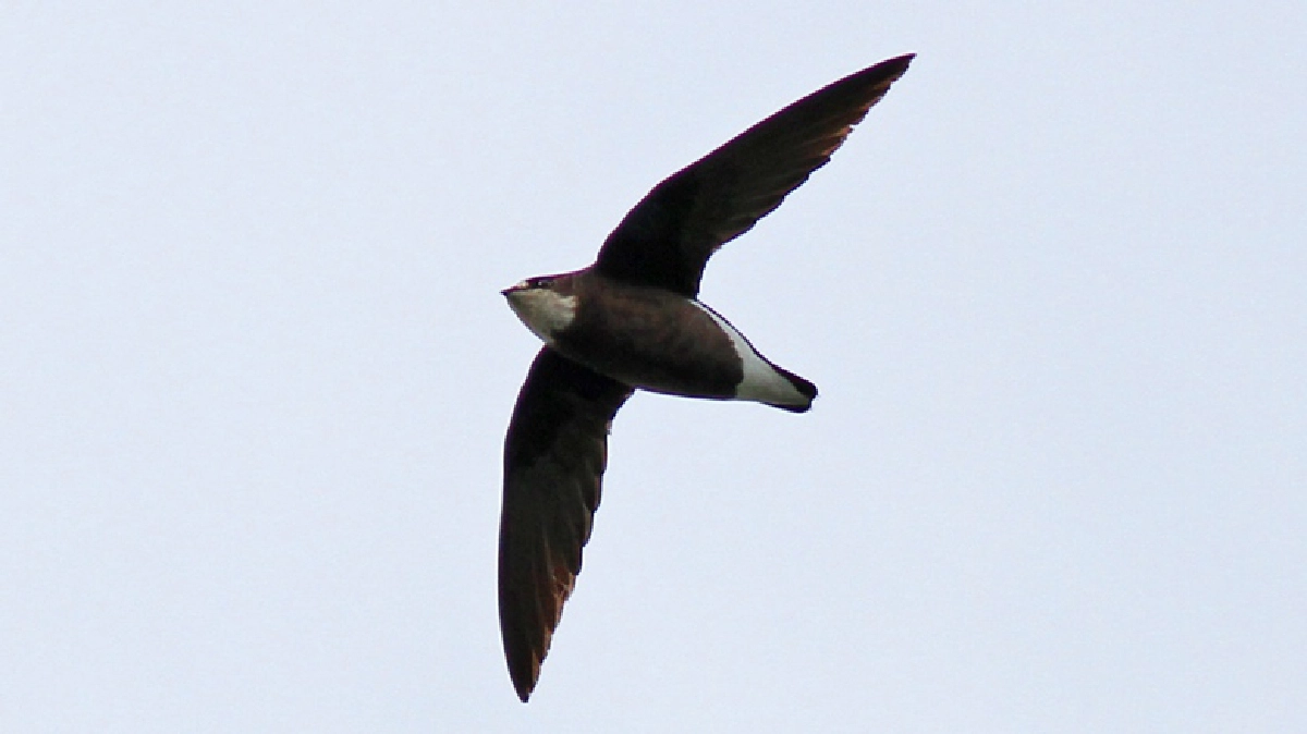 นกแอ่นใหญ่คอขาว