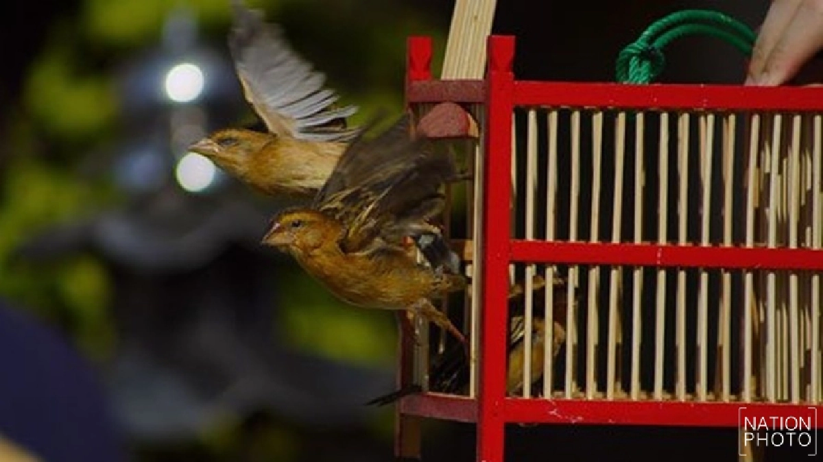 เลิกเสียที! ปล่อย “นก” แล้วได้ “บุญ” เลิกเสียที! ปล่อย “นก” แล้วได้ “บุญ”