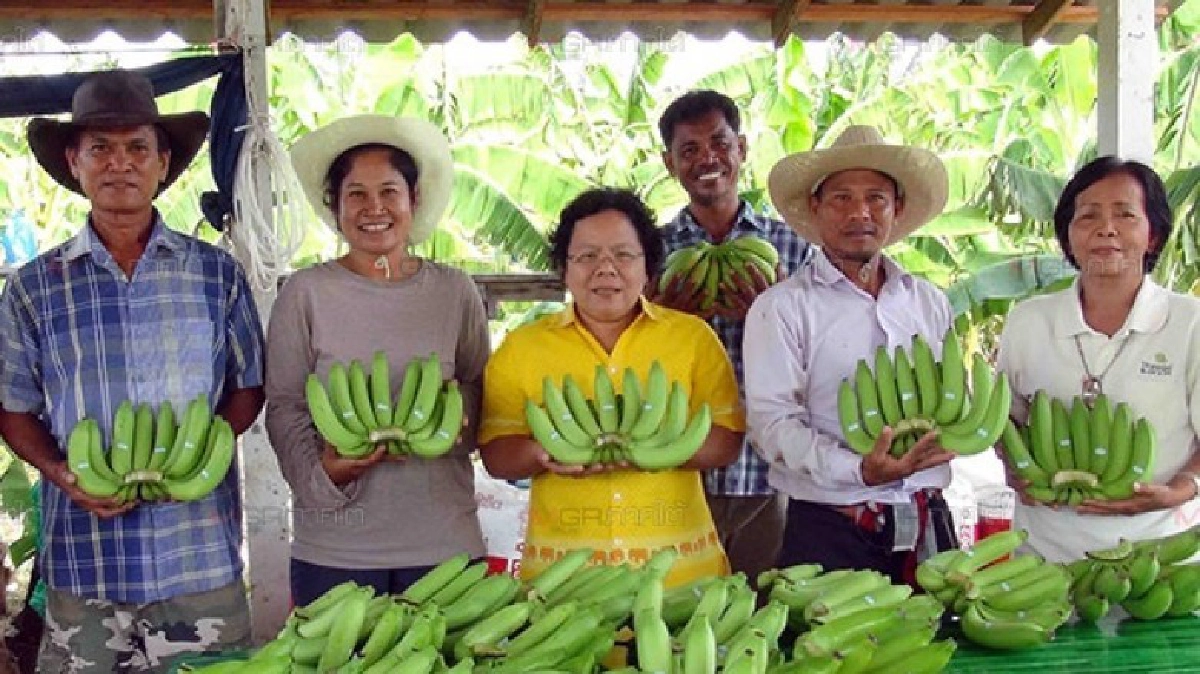 รัฐหนุนคนระโนดปลูก"กล้วยหอมปลอดสาร"ญี่ปุ่นรับไม่อั้น!