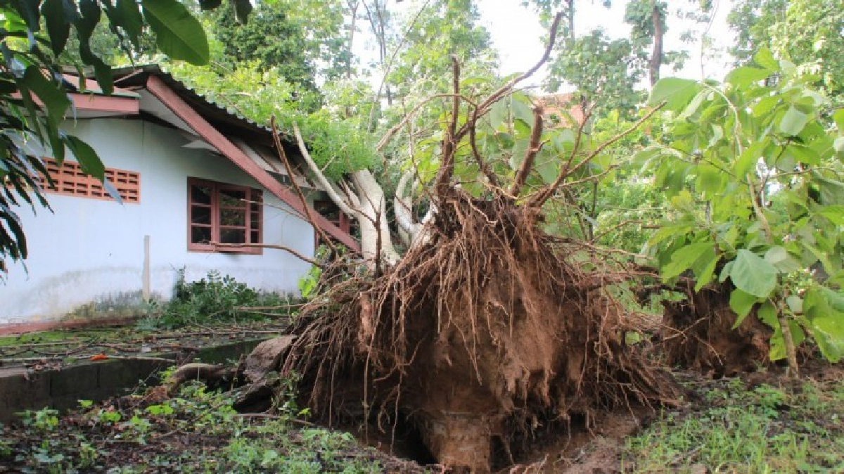 ฝนถล่มต้นไม้ล้มทับบ้านเรือนปชช.-โบสถ์พังยับ
