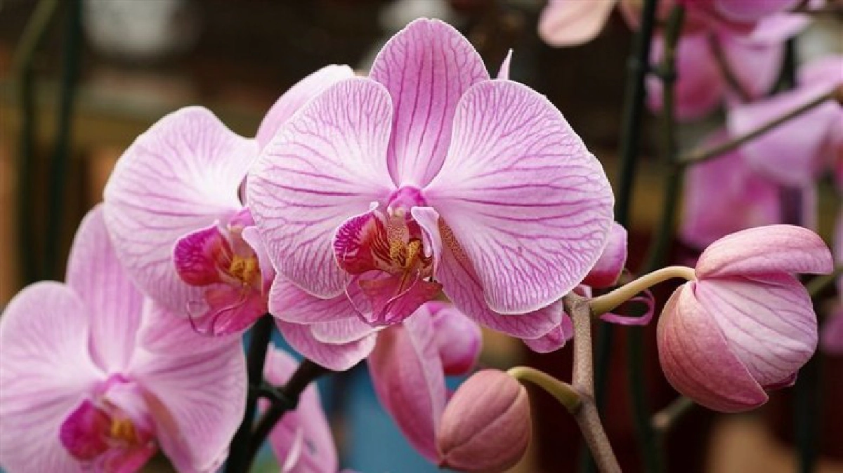 ปัญหาพัฒนากิจการ“กล้วยไม้”ไทย (6)