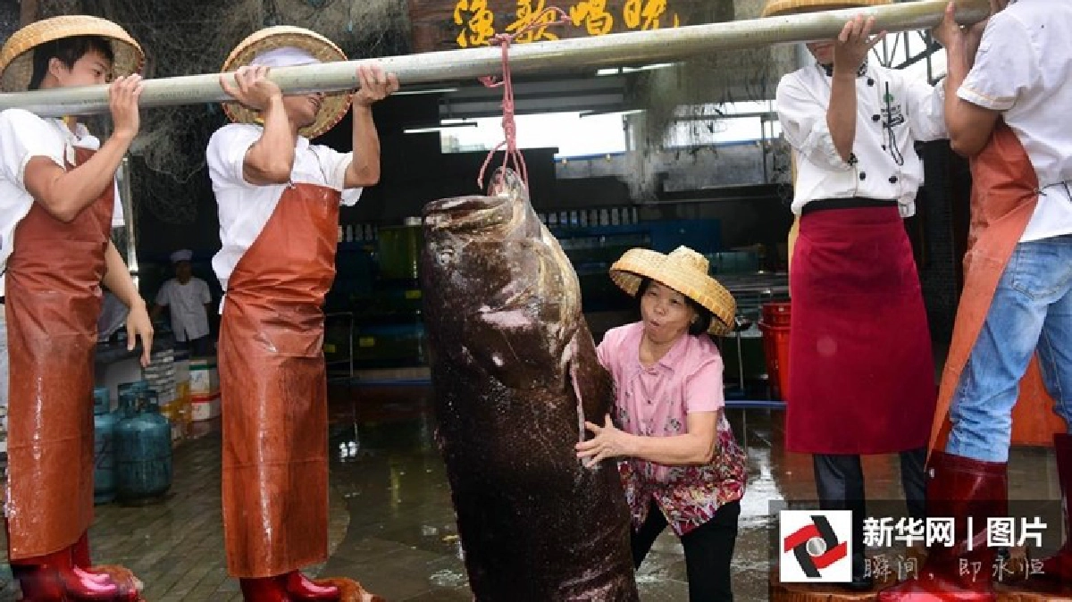 ใหญ่คั่กๆ! ‘ปลาหมอยักษ์’ หนักกว่าร้อยโล