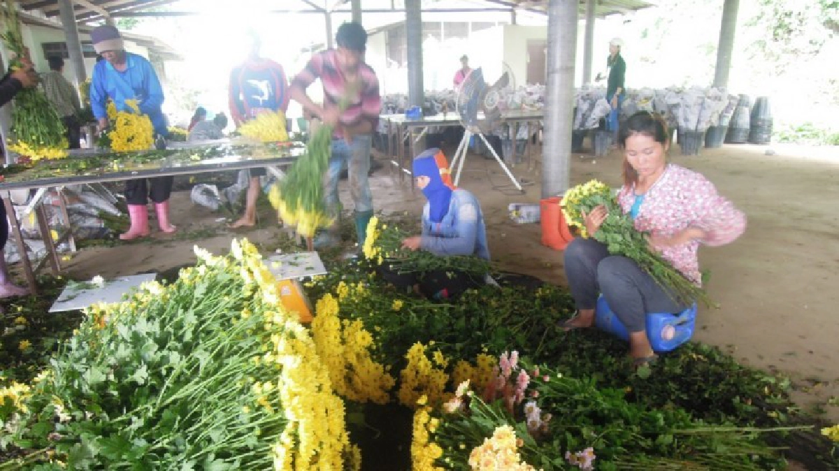 ปัญหาพัฒนากิจการ“กล้วยไม้”ไทย ตอน7
