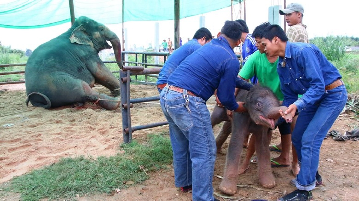 นาทีชีวิต! แม่ช้างไล่กระทืบลูกหลังเบ่งท้องนาน 3 วัน