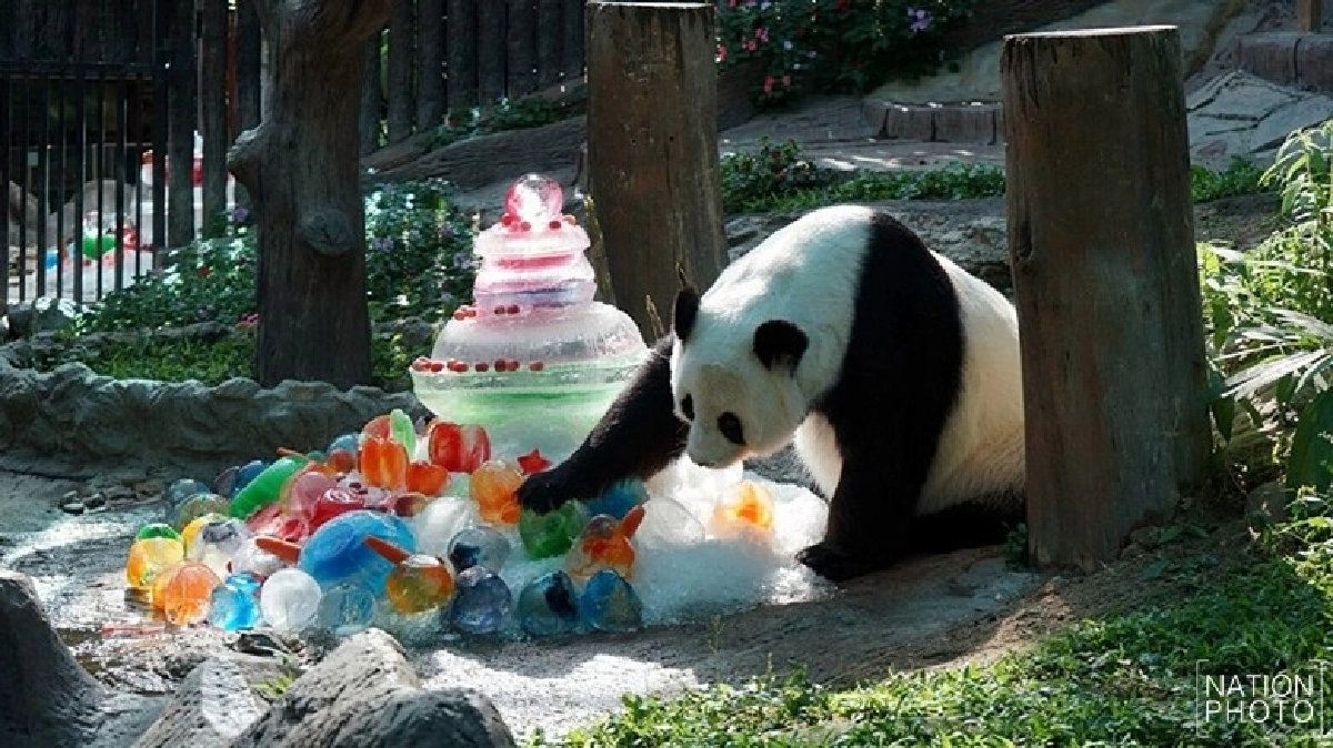 ฉลองวันเกิด15ปีแพนด้า'หลินฮุ่ย' ฉลองวันเกิด15ปีแพนด้า'หลินฮุ่ย'