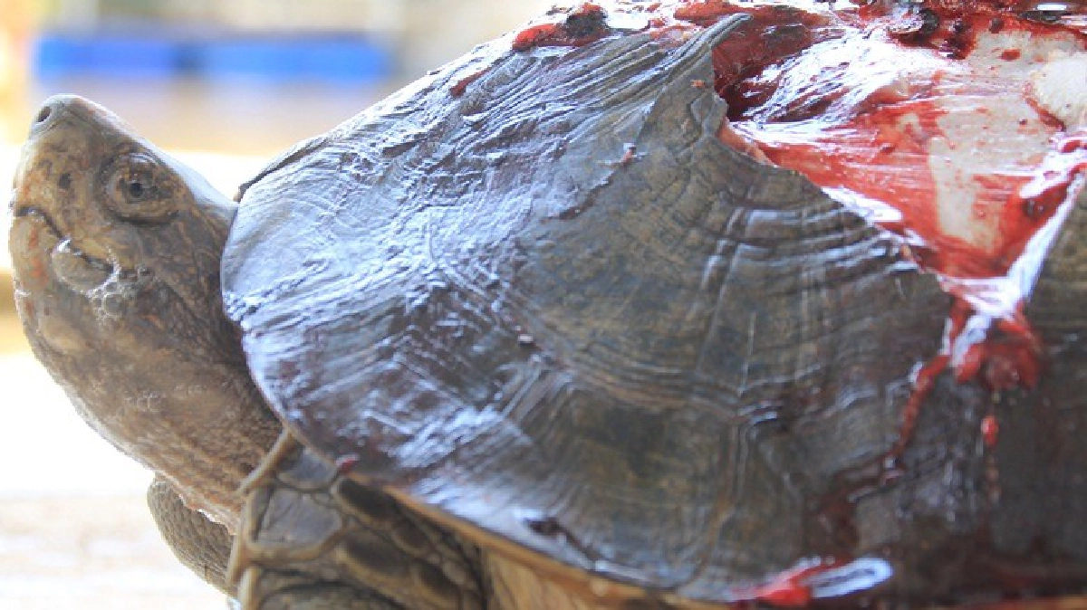 ช่วยเต่าถูกรถทับกระดองแตก