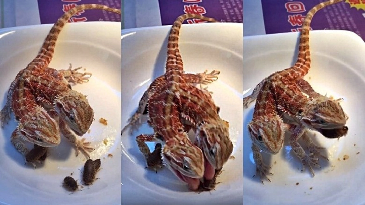 อร่อยเหาะ! กิ้งก่า 2 หัว แข่งกันกินแมลงสาบ อร่อยเหาะ! กิ้งก่า 2 หัว แข่งกันกินแมลงสาบ