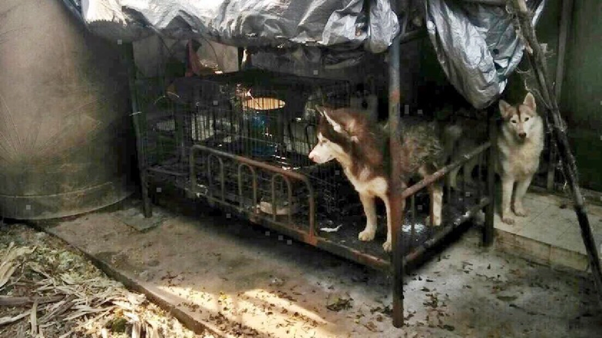 เร่งช่วย! ไซบีเรียน3ตัวถูกทิ้งในบ้านย่านนนทบุรี