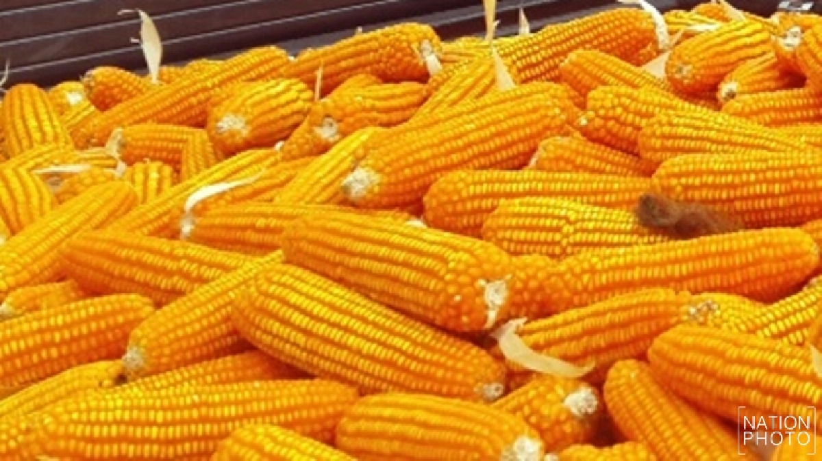 ผู้ผลิตอาหารสัตว์ยอมอุ้มชาวไร่ข้าวโพด ผู้ผลิตอาหารสัตว์ยอมอุ้มชาวไร่ข้าวโพด