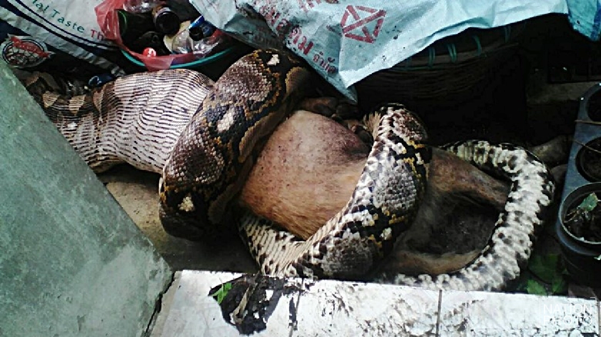 ผงะ!น้องหมาถูกงูเหลือบเขมือบคาปาก