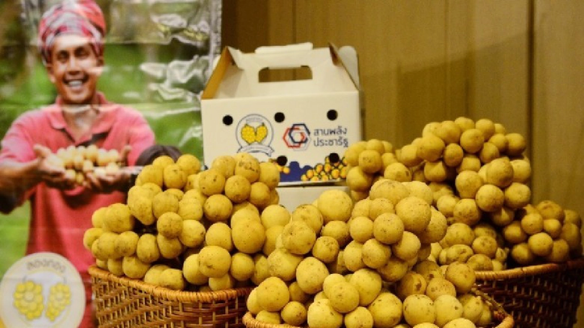 ขานรับ"ลองกองผลไม้ดีแดนใต้”ชุบชีวิตเกษตรกรปลายด้ามขวาน ขานรับ"ลองกองผลไม้ดีแดนใต้”ชุบชีวิตเกษตรกรปลายด้ามขวาน