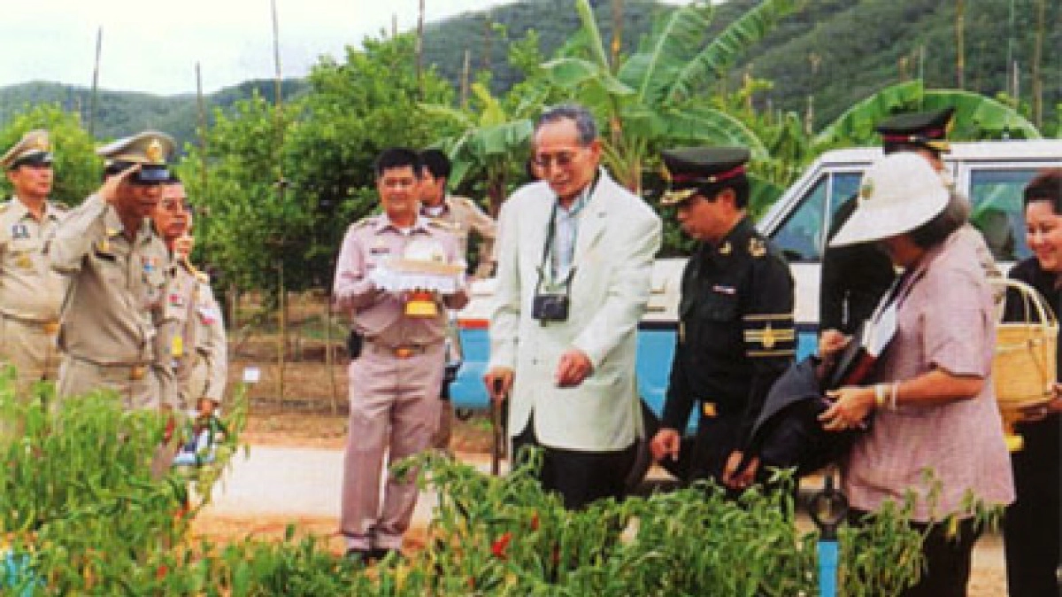 “ชั่งหัวมัน”น้ำพระทัยจากพ่อหลวง...สู่ปวงประชา “ชั่งหัวมัน”น้ำพระทัยจากพ่อหลวง...สู่ปวงประชา