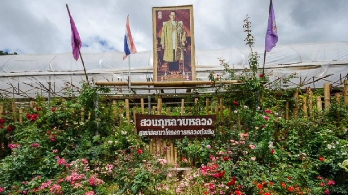 สวนกุหลาบ-อะโวคาโดของพ่อที่"ทุ่งเริง"