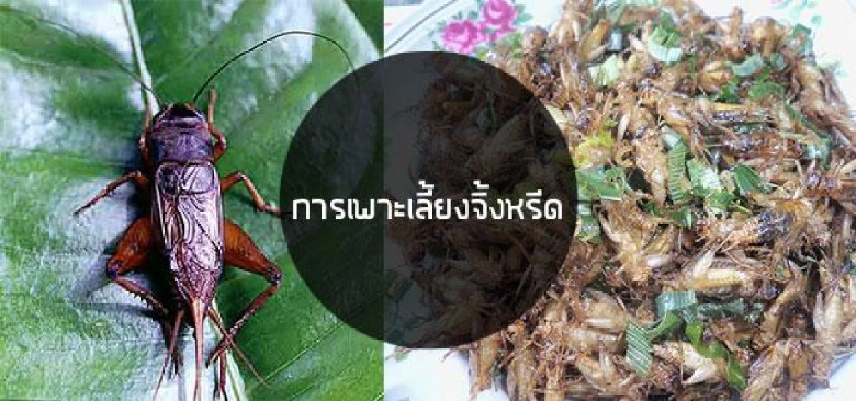 "จิ้งหรีด"ขึ้นแท่นแมลงเศรษฐกิจ อียูประกาศ"อาหารใหม่"ปี61