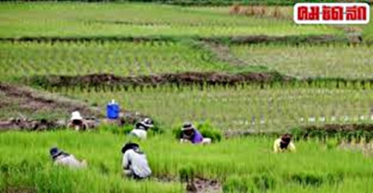 เคาะช่วยเหลือข้าวนาปีตันละ 1.3 หมื่น บวกค่ายุ้ง