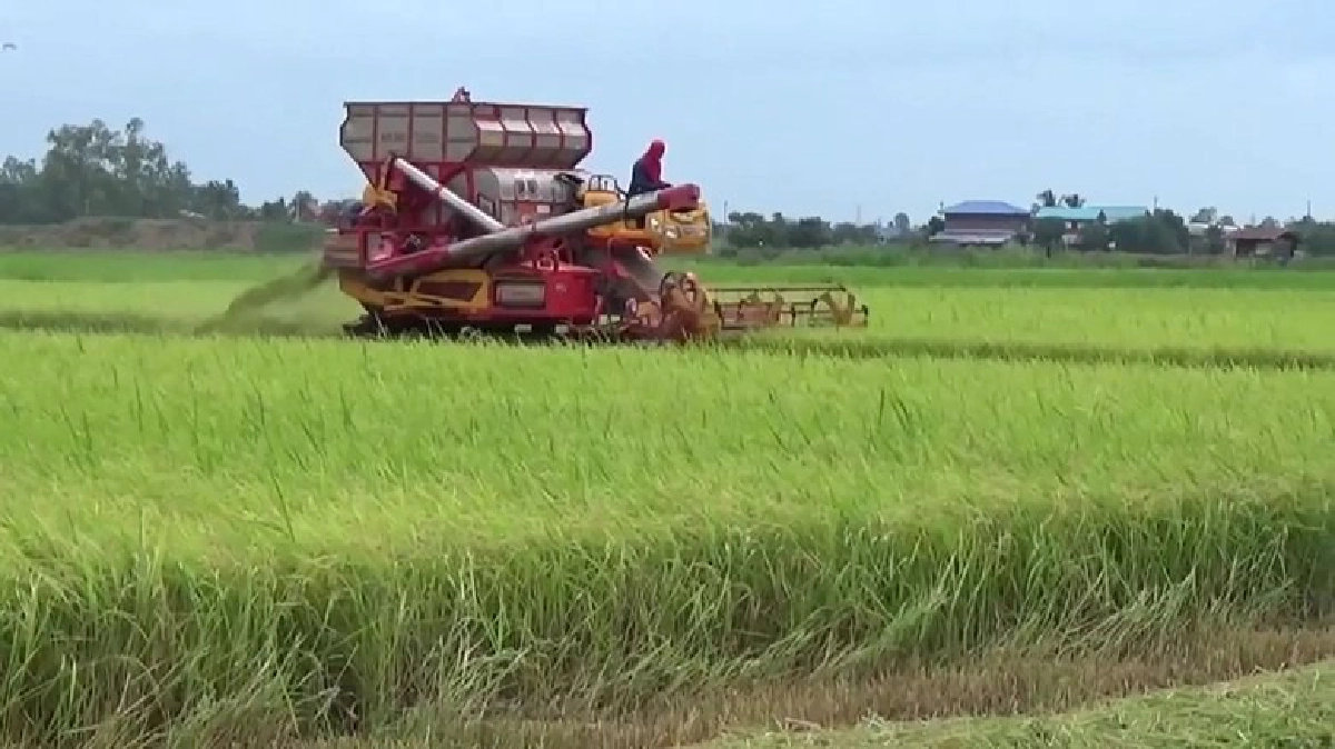 พิษณุโลกเตรียมเปิดตลาดข้าวสารจากชาวนาขายตรงถึงผู้บริโภค พิษณุโลกเตรียมเปิดตลาดข้าวสารจากชาวนาขายตรงถึงผู้บริโภค