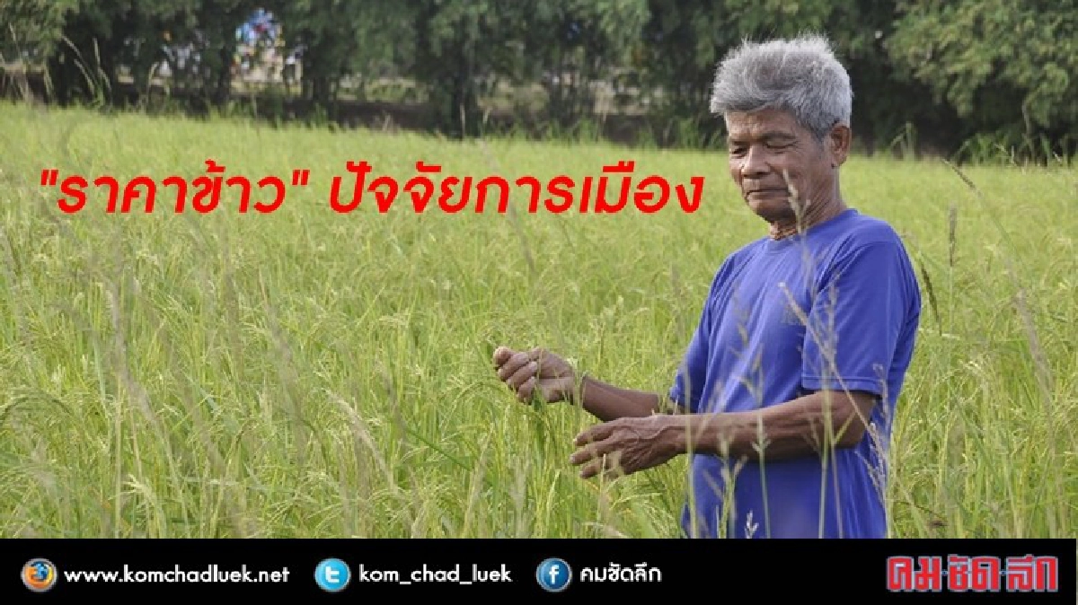 “ราคาข้าว” ปัจจัยการเมือง 