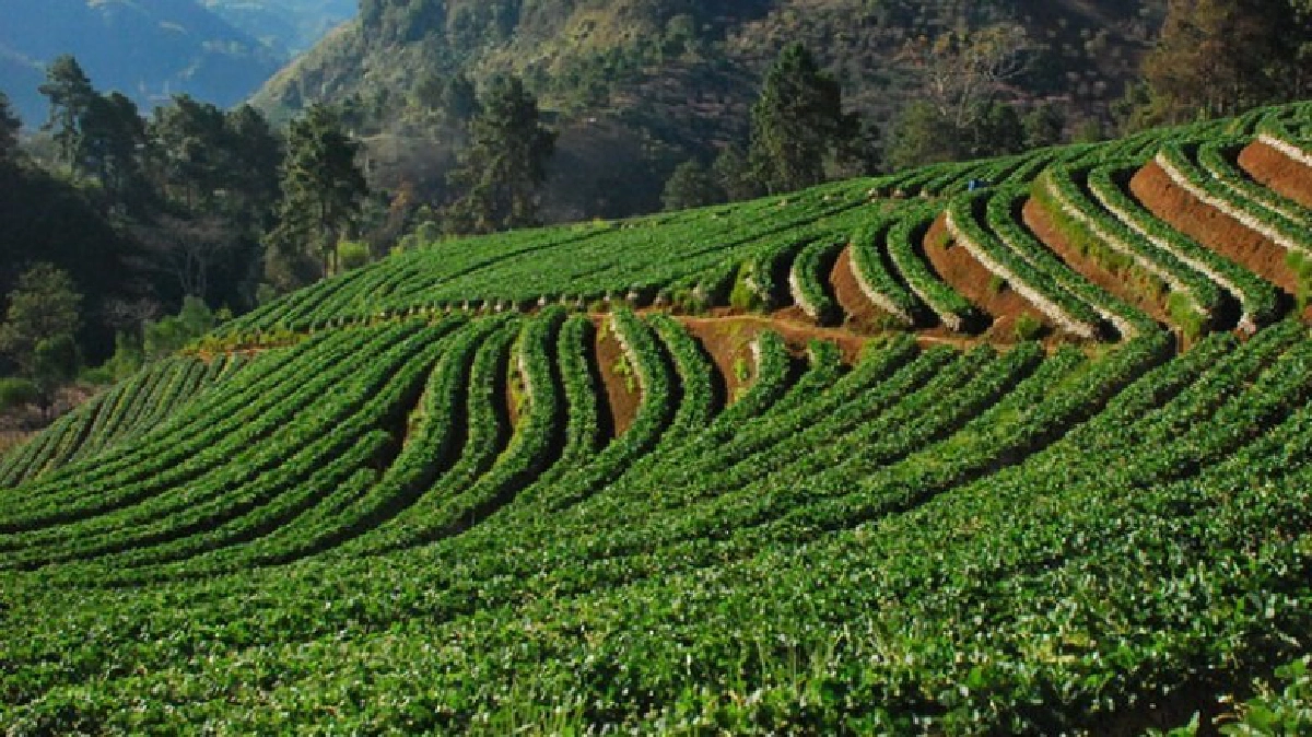 เกษตรบนพื้นที่สูงของรัชกาลที่ 9 เกษตรบนพื้นที่สูงของรัชกาลที่ 9