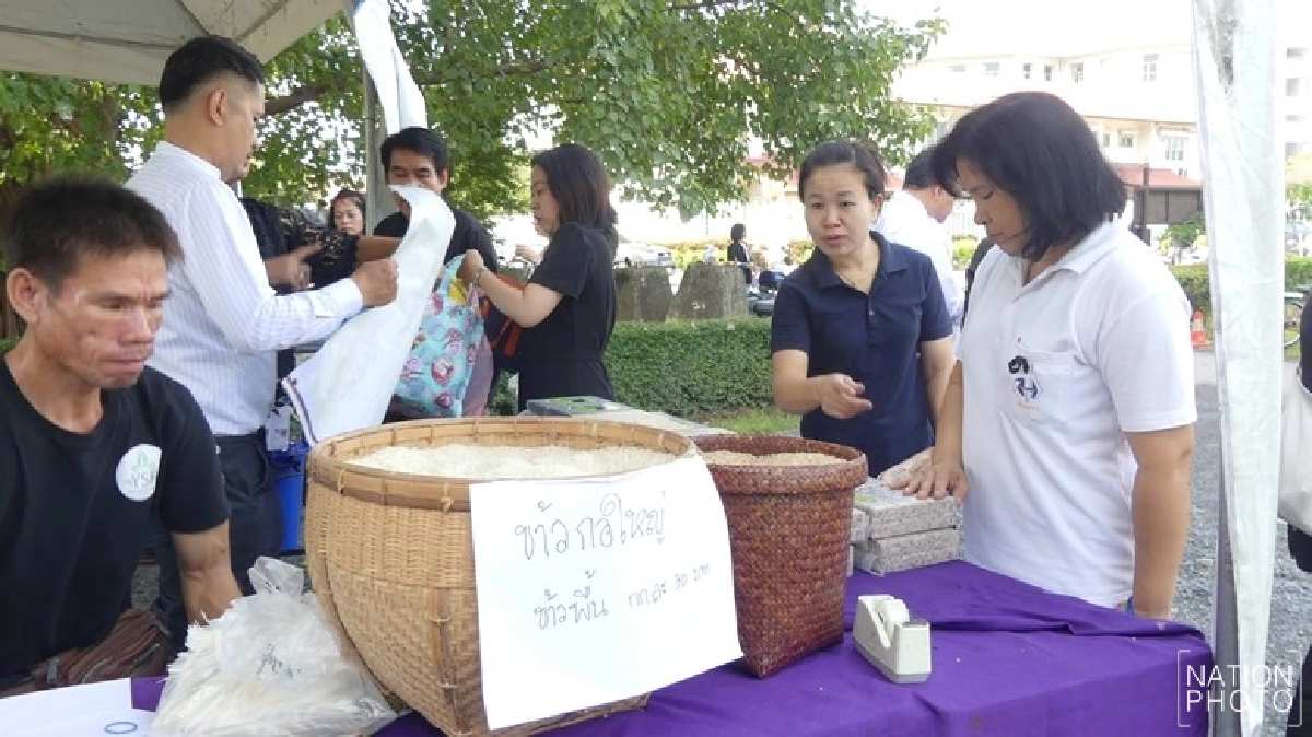 “เพื่อไทย” หวั่นข้าวล็อตใหม่ยิ่งซ้ำเติมชาวนา