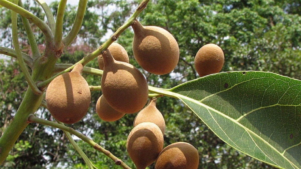 "สมอพิเภก"ยาระบาย-ทำลายริดสีดวง! "สมอพิเภก"ยาระบาย-ทำลายริดสีดวง!