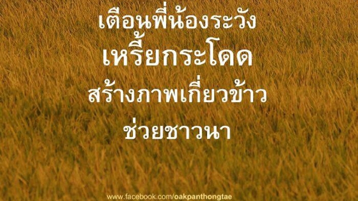 "โอ๊ค"เตือนชาวนาระวัง"เหรี้ยกระโดด"