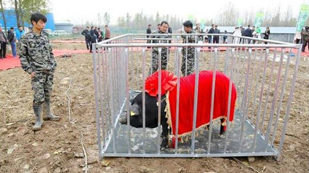 สู้ราคามั้ย!?หมูดำจีนตัวละ6.5แสนบาท