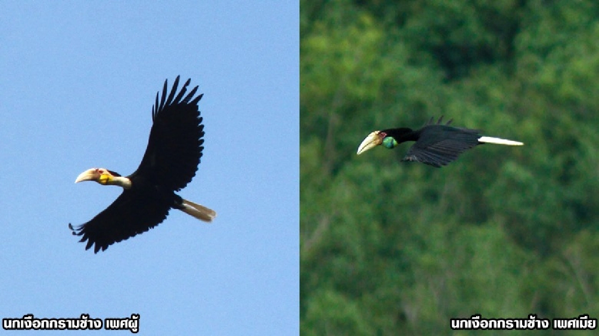 นกเงือกกรามช้าง
