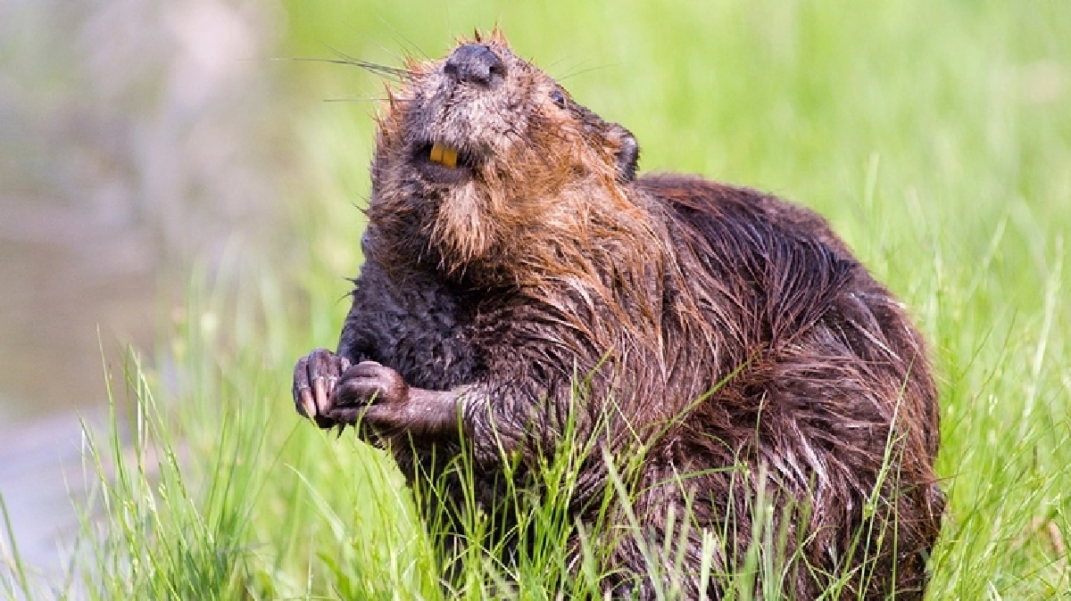 อาร์เจนตินาเล็งกำจัดบีเวอร์ 1 แสนตัว อาร์เจนตินาเล็งกำจัดบีเวอร์ 1 แสนตัว