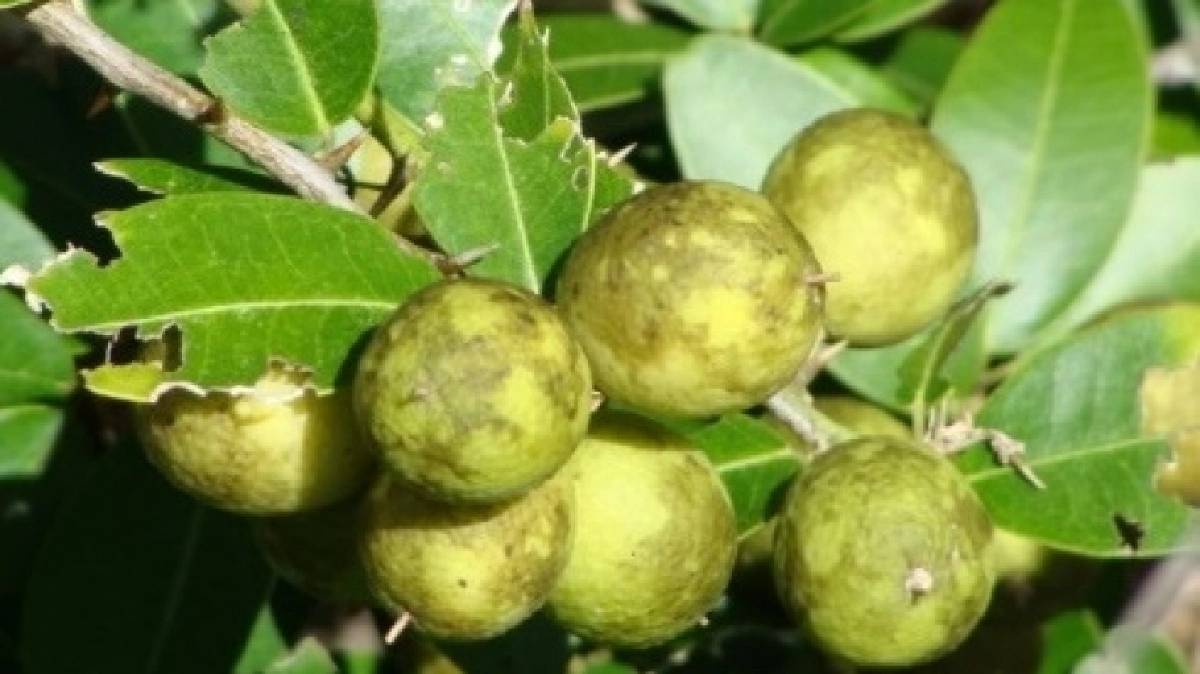 “มะนาวผี”ผลรักษาโรคทางเดินหายใจ