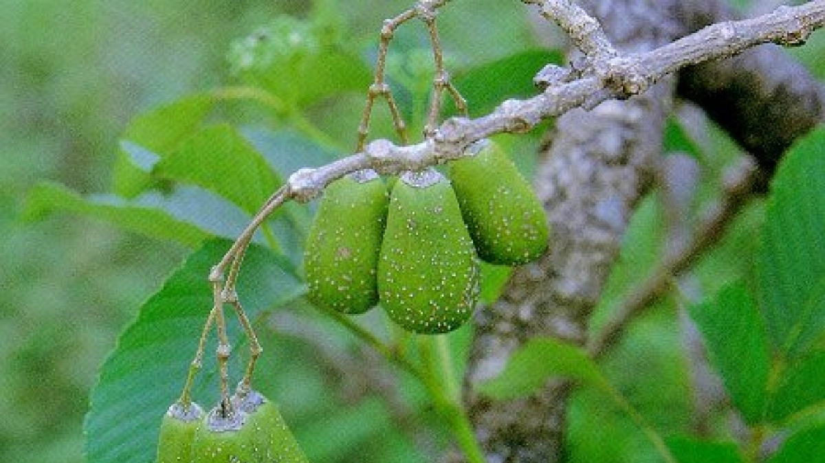 “มะกอกโคก”ขับปัสสาวะ “มะกอกโคก”ขับปัสสาวะ
