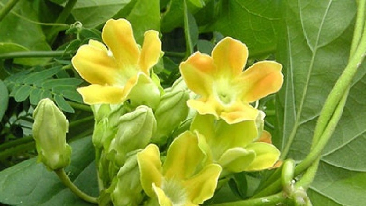 “ขจร”บำรุงหัวใจ “ขจร”บำรุงหัวใจ