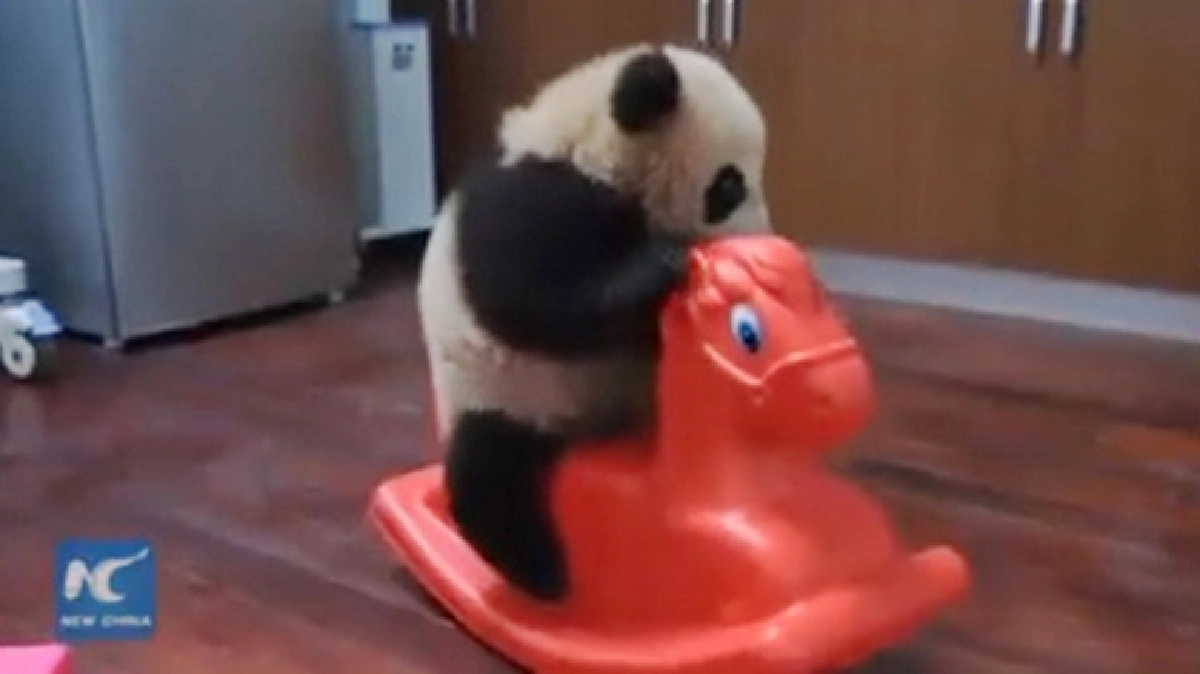 น่ารักอ่ะ!!แพนด้าน้อยเล่นม้าโยก น่ารักอ่ะ!!แพนด้าน้อยเล่นม้าโยก