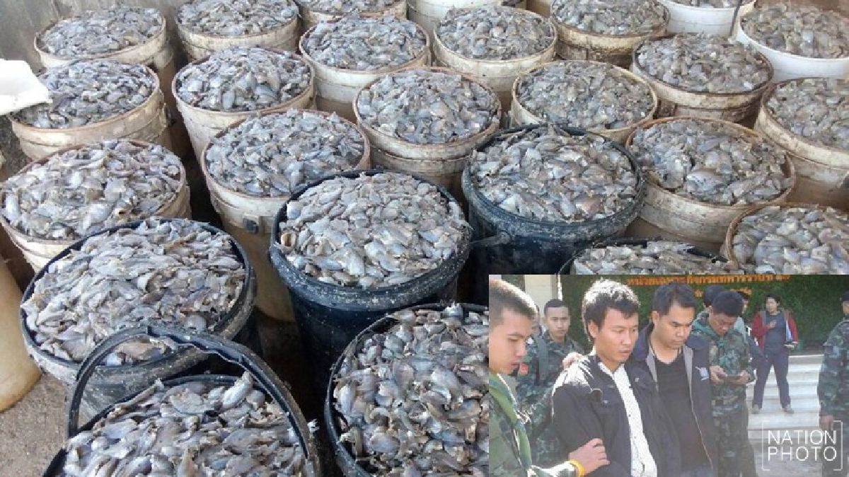 ปลาร้าราคารับซื้อสูงขึ้น ปลาร้าราคารับซื้อสูงขึ้น